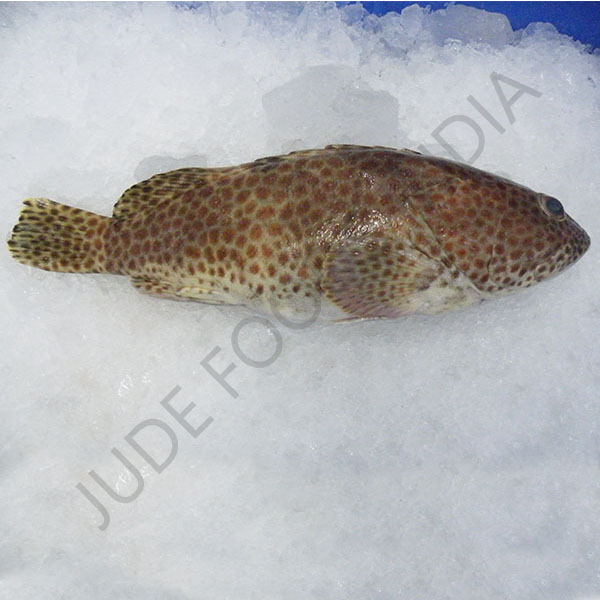 brown_spot
